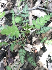 Geum vernum