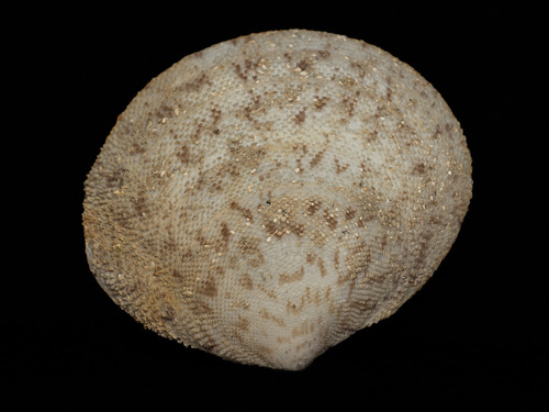 Tellina observed 2026-01-03