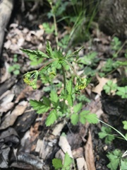 Geum vernum