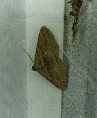 Syneora fractata