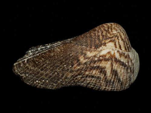 Lamarcka ventricosa observed 2025-12-02