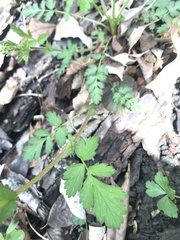 Geum vernum