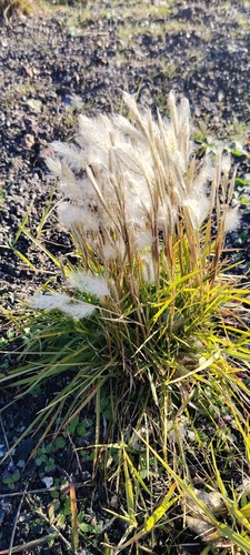 Andropogon selloanus observed 2026-07-07