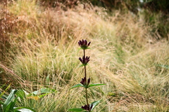 Gentiana pannonica