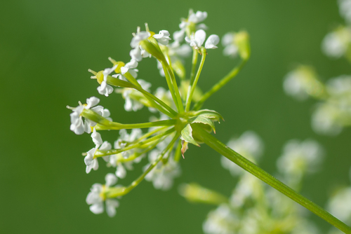 Chaerophyllum prescottii, 2026-07-01