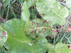 Rumex obtusifolius
