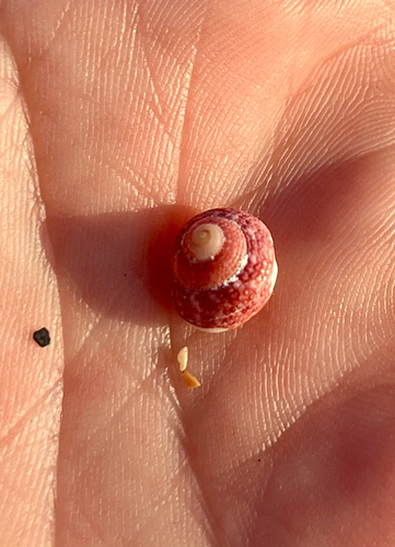 Clanculus corallinus observed 2026-07-07