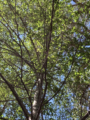 Alnus rhombifolia, photograph 6