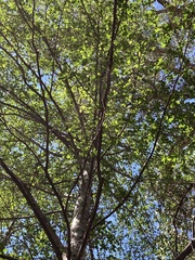 Alnus rhombifolia, photograph (c) Adam J. Searcy, some rights reserved (CC BY)