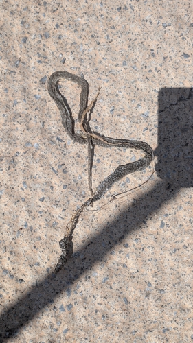 Balkan Whip Snake