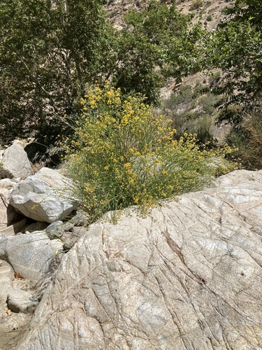 Lepidospartum squamatum, photograph 5