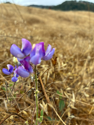 Lupinus nanus observed 2026-07-07