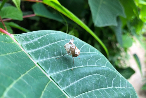 Bird Poop Mantis