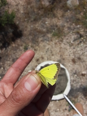 Colias harfordii