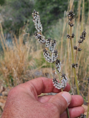 Arizona snakecotton