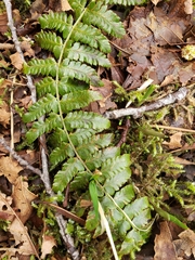 Polystichum setigerum
