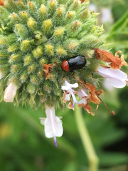 Cryptocephalus sanguinicollis