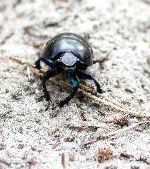 Trypocopris vernalis