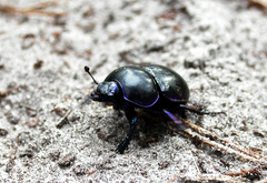 Trypocopris vernalis