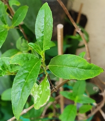 Clinopodium macrostemum