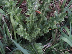 Cirsium arvense