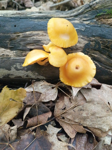 orange mycena