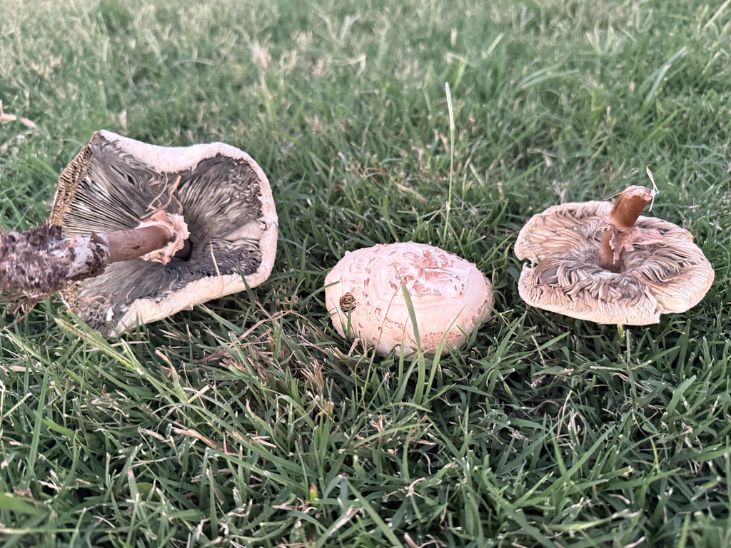 Green-spored Parasol · July 2026 · photo: Photo: (c) Michael Tidwell, some rights reserved (CC BY) · iNaturalist