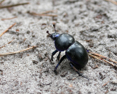 Trypocopris vernalis