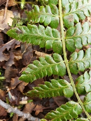 Polystichum setigerum