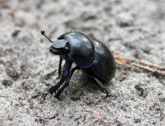 Trypocopris vernalis