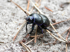 Trypocopris vernalis