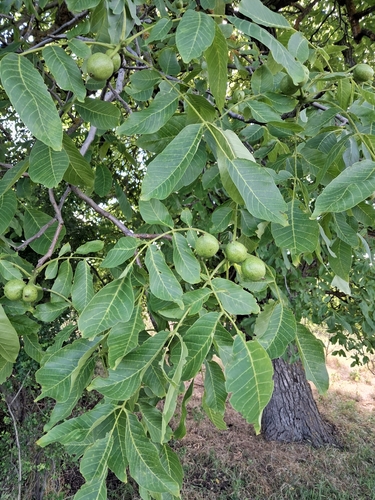 Persian walnut