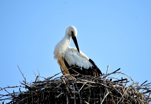 White Stork