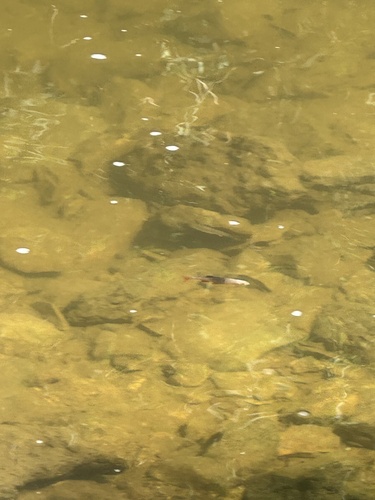 Redfin Shiner