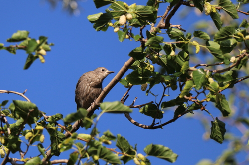 European Starling