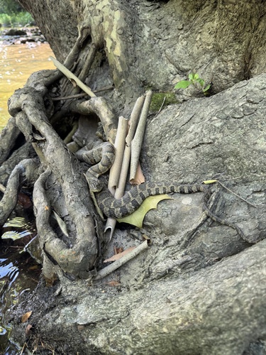 Common Watersnake