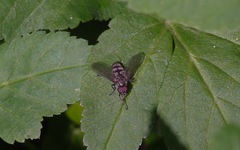 Portevinia maculata