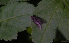 Portevinia maculata