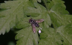 Portevinia maculata