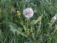 Taraxacum officinale