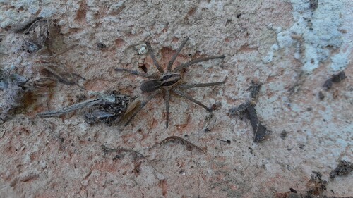 Radiated Wolf Spider