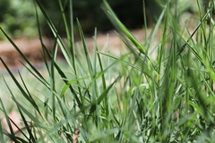 Alopecurus pratensis