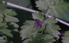 Portevinia maculata