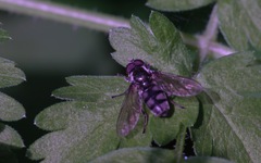 Portevinia maculata
