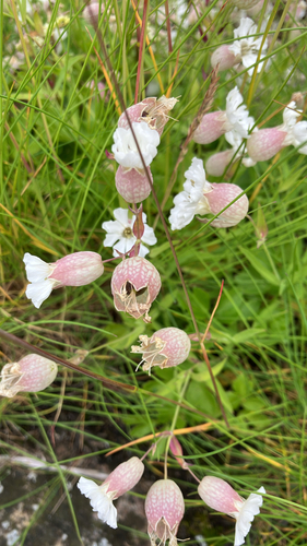 Sea Campion