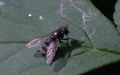 Portevinia maculata