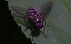 Portevinia maculata