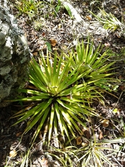 Bromelia humilis