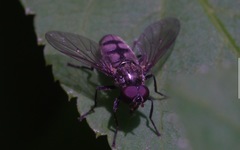 Portevinia maculata