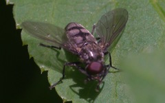 Portevinia maculata